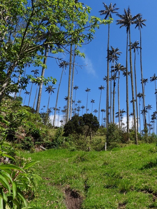 palmas-de-cocora-quindio